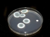 image of petri_dish