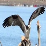 image of bird