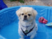 image of pekinese