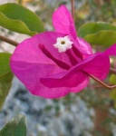 image of flower