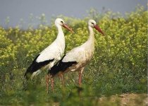 image of white_stork