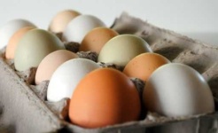 image of egg_shell