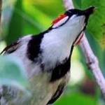 image of bird