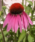 image of flower