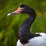 image of bird