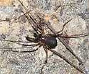 image of harvestman