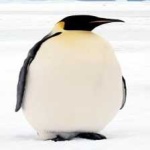 image of emperor_penguin #9