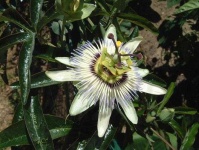 image of flower