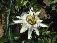 image of passion_flower #5