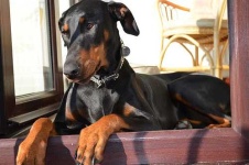image of doberman