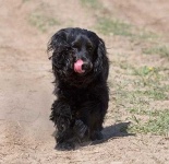 image of cocker_spaniel
