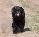 image of cocker_spaniel #31