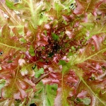 image of texture