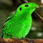 image of bird
