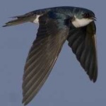 image of bird