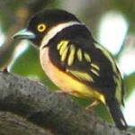 image of bird