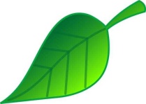 image of leaf