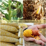 image of fruit_and_vegetable