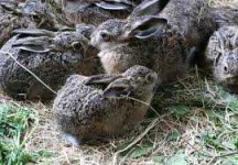 image of animal