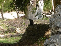 image of guenon