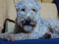 image of lakeland_terrier