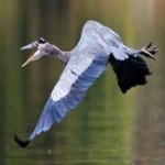 image of bird