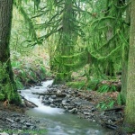 image of rainforest