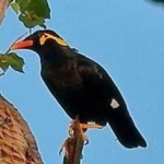 image of enggano_myna #3