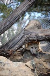 image of timber_wolf