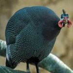 image of bird