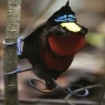 image of bird