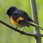 image of bird
