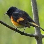 image of american_redstart #29