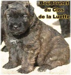 image of bouvier_des_flandres