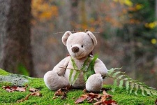 image of teddy_bear