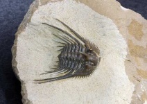 image of trilobite