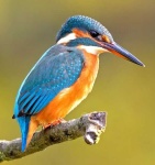 image of kingfisher