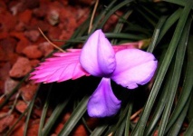 image of flower