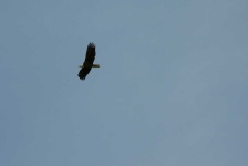 image of animal