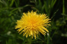 image of flower