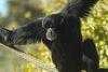 image of siamang
