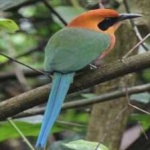 image of bird