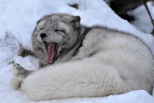 image of arctic_fox
