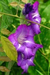 image of flower