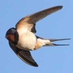 image of bird