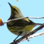 image of bird