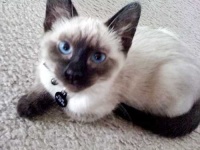 image of siamese #19