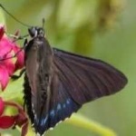 image of animal