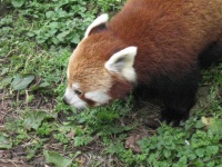 image of animal