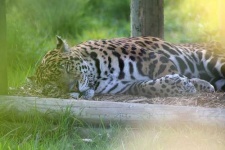 image of jaguar_car
